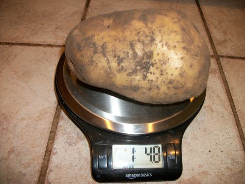 mega potato pat.jpg